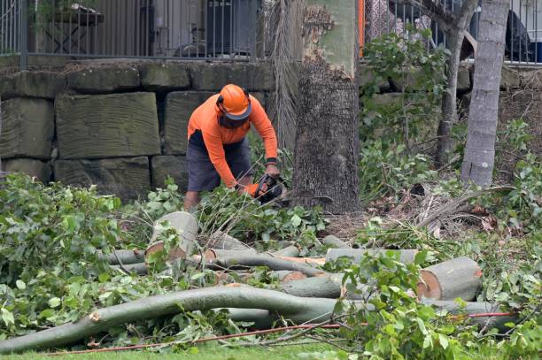 Residential Tree Removal